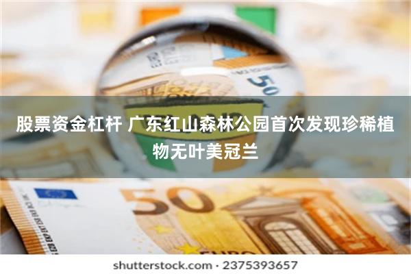 股票资金杠杆 广东红山森林公园首次发现珍稀植物无叶美冠兰