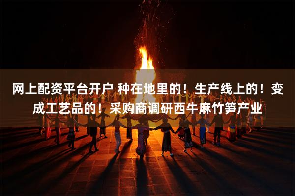 网上配资平台开户 种在地里的！生产线上的！变成工艺品的！采购商调研西牛麻竹笋产业